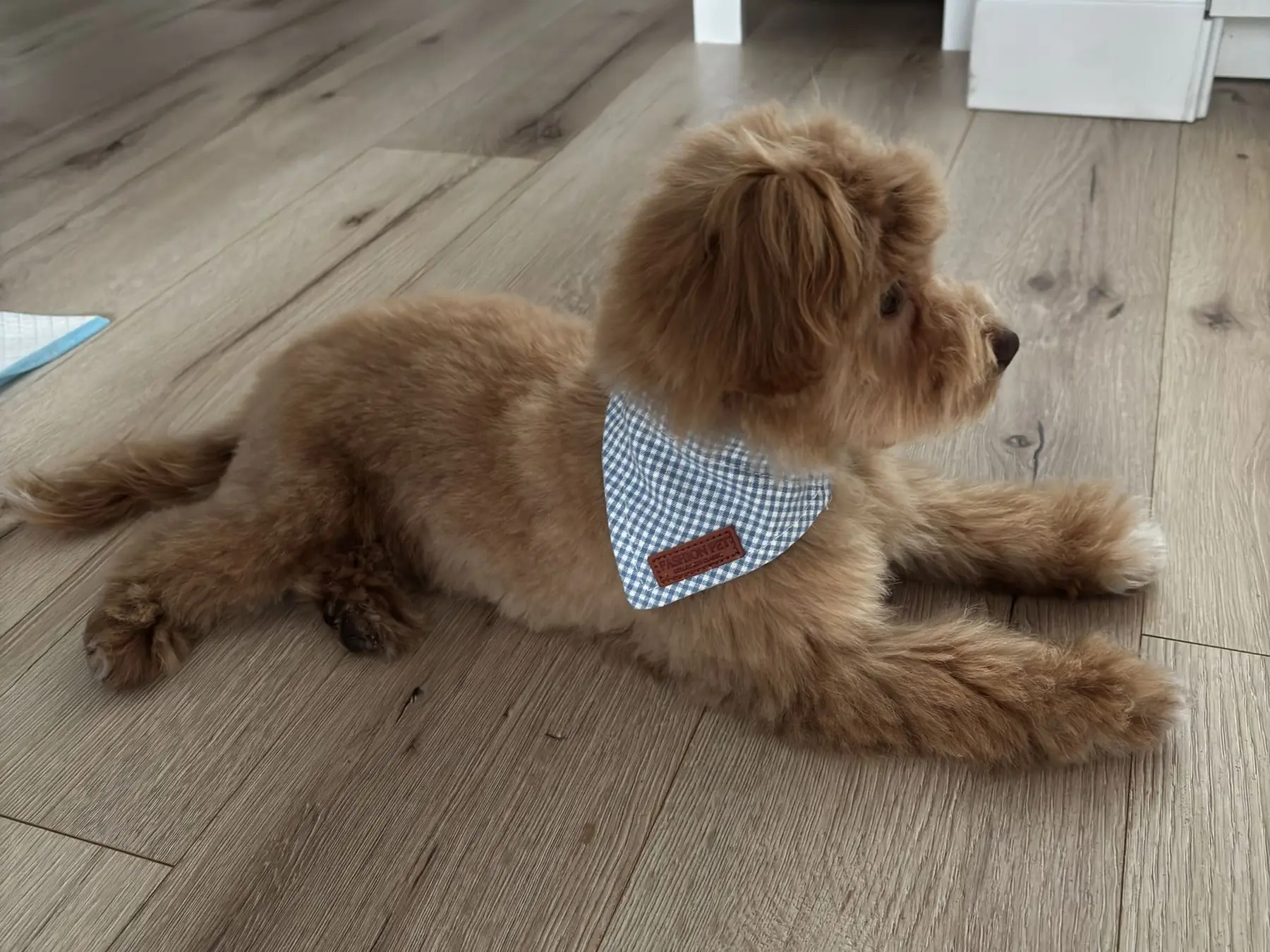WOOF STUDIO — galeria 2