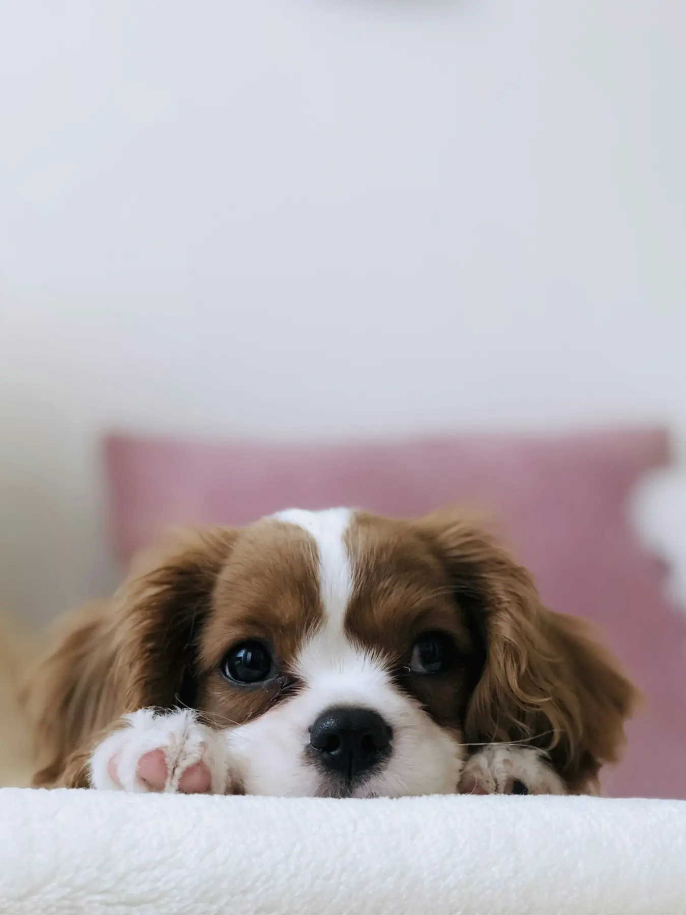 WOOF STUDIO — galeria 4